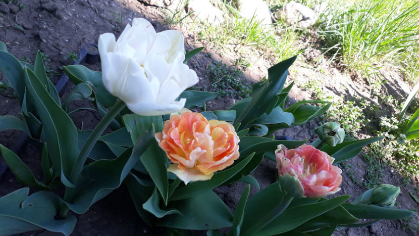 La Belle Epoque si Charming Beauty trebuia sa fie - Gradina primavara 2020