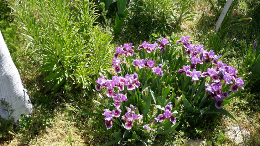 Beauty Mark - Gradina primavara 2020