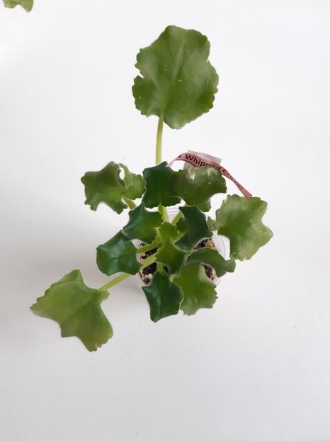 1 mai 2020 - LE Whipped Cream