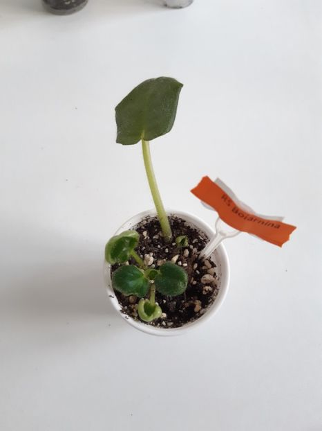 1 mai 2020 - ZZZ RS Boiarnina out of collection