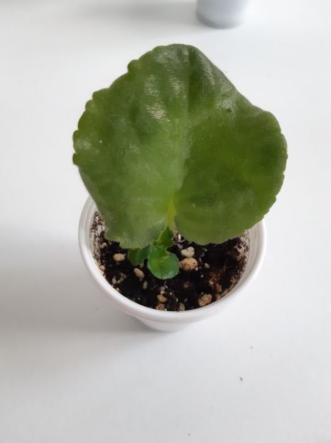 1 mai 2020 - RS Green Lagoon