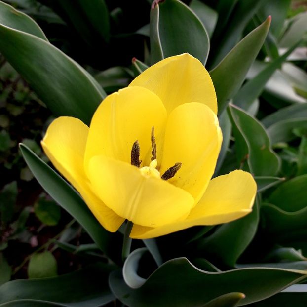  - AAAA_LALELE 2019_2020_2022_2023