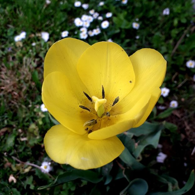  - AAAA_LALELE 2019_2020_2022_2023