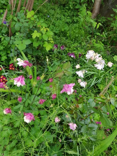  - Caldaruse 2020-2023