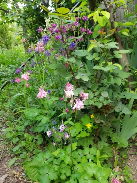  - Caldaruse 2020-2023