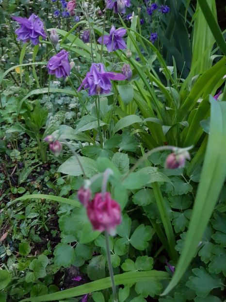  - Caldaruse 2020-2023