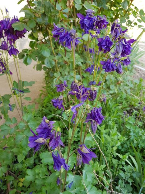  - Caldaruse 2020-2023