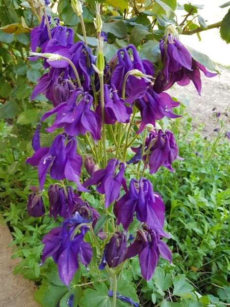  - Caldaruse 2020-2023