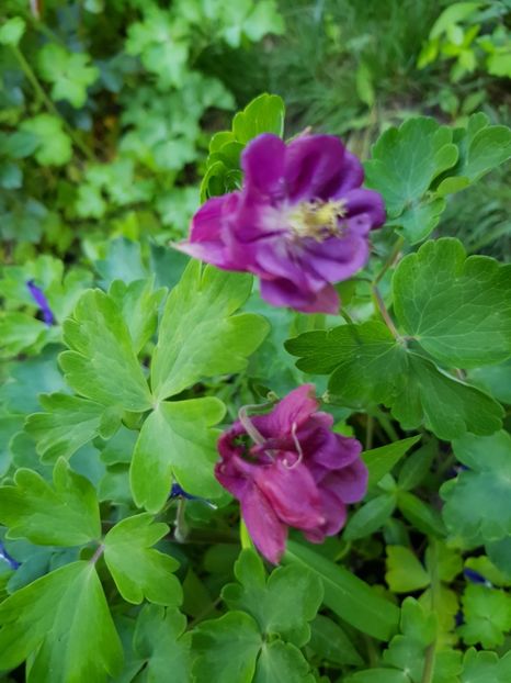  - Caldaruse 2020-2023