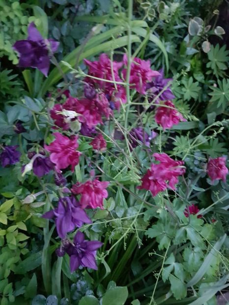  - Caldaruse 2020-2023