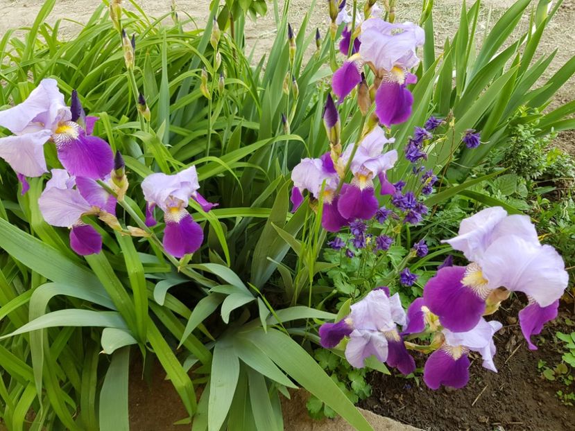  - Caldaruse 2020-2023