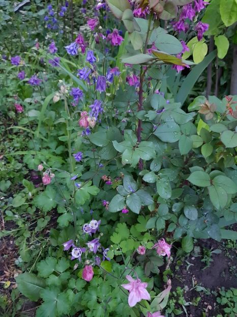  - Caldaruse 2020-2023