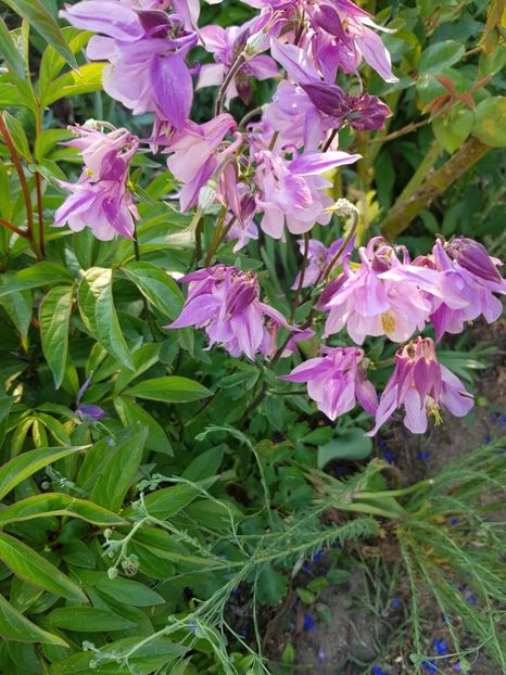  - Caldaruse 2020-2023