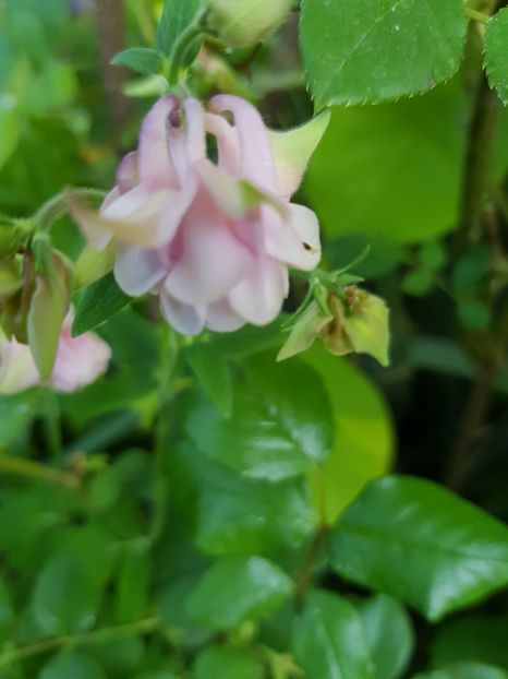  - Caldaruse 2020-2023