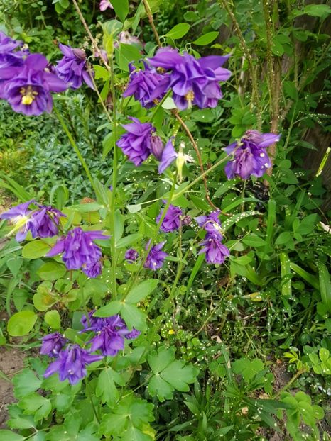  - Caldaruse 2020-2023