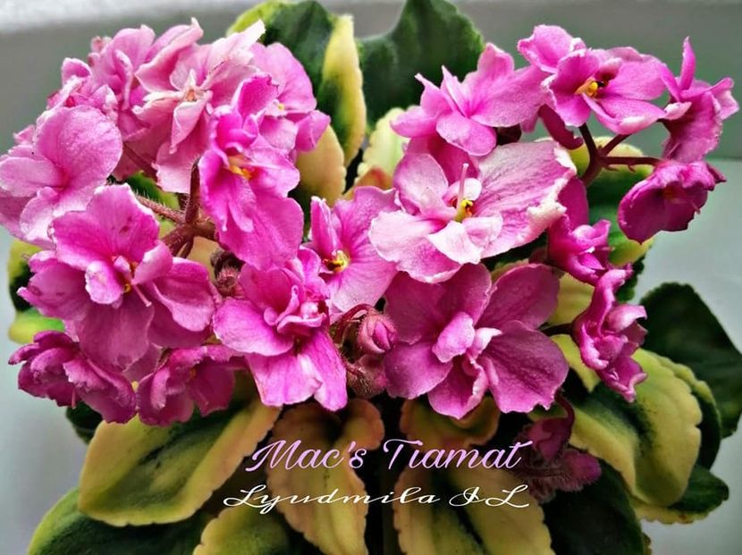 Mac s Tiamat - Violete