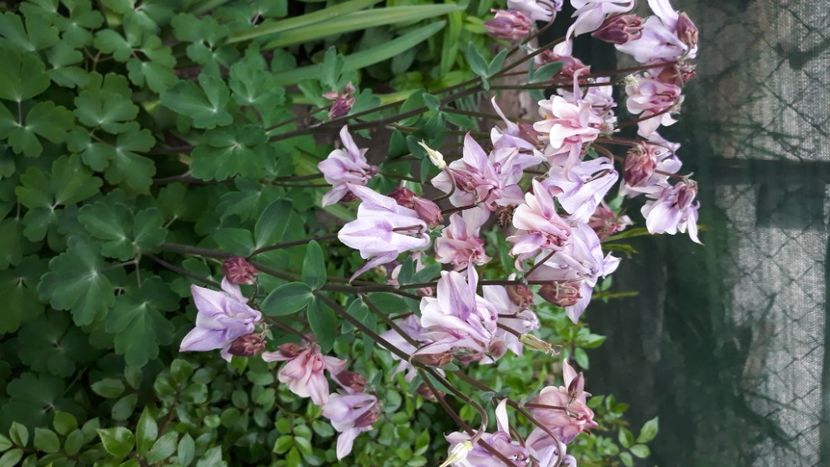  - Caldaruse 2019-2020