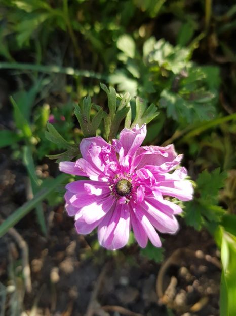  - Flori la baltă 2020