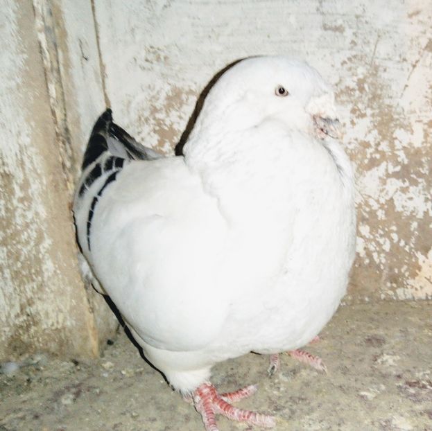  - - A - A - A - A- W A R N I N G !