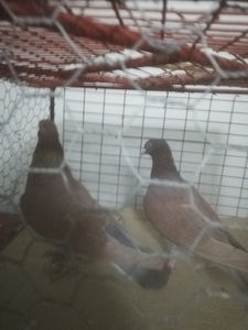  - Gutanii Perechi 2020