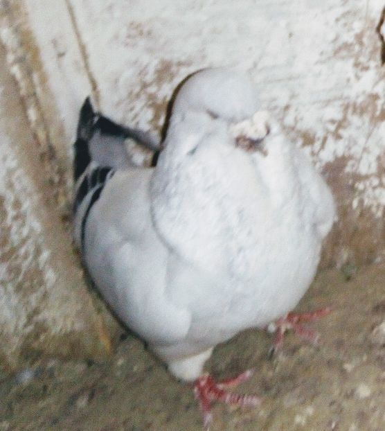  - - A - A - A - A- W A R N I N G !