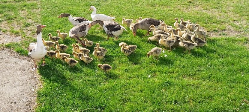  - d-Boboci de Gâscă 2020