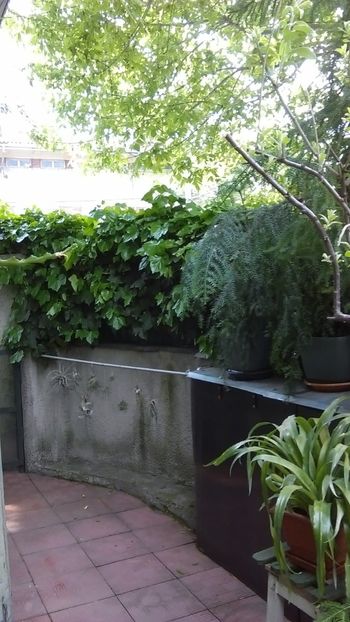  - 0 gradina mea 2020