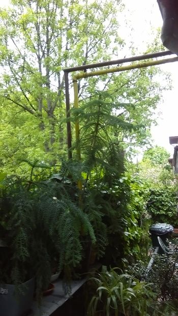  - 0 gradina mea 2020