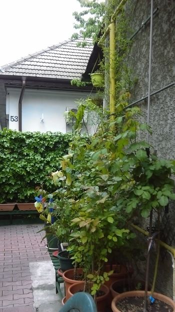  - 0 gradina mea 2020