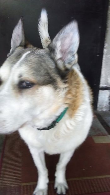  - 0 gradina mea 2020