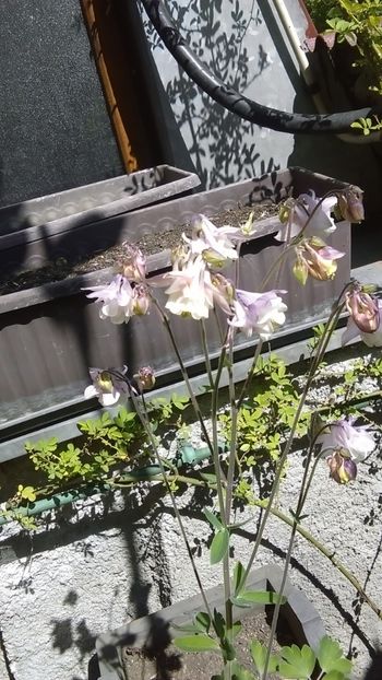  - 0 gradina mea 2020