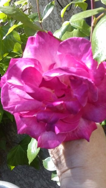  - 0 gradina mea 2020