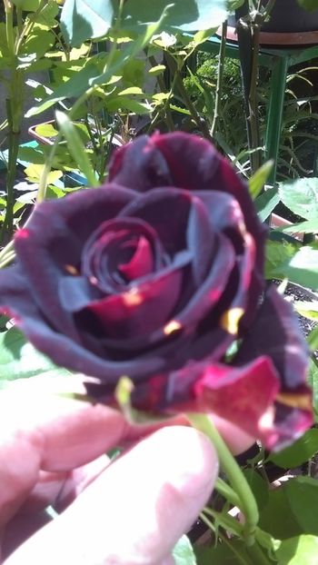  - 0 gradina mea 2020