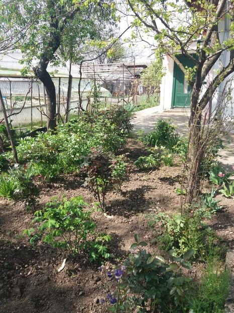 IMG-20200419-WA0012 - 0 gradina casei parintesti 2020