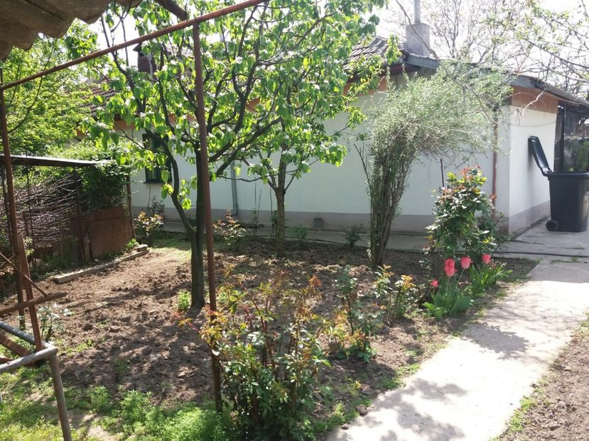 IMG-20200419-WA0021 - 0 gradina casei parintesti 2020