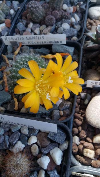 23.05.2020 - Rebutia senilis var kesselringiana