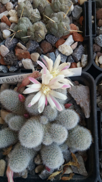 02.05.2020 - Rebutia heliosa cv sunrise