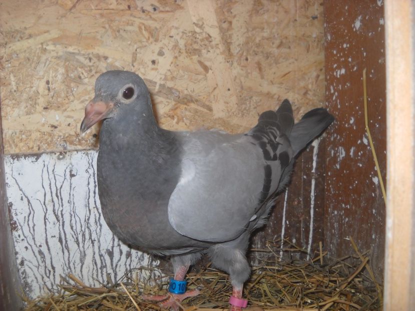  - UNDEVA IN SUCEAVA arhiva