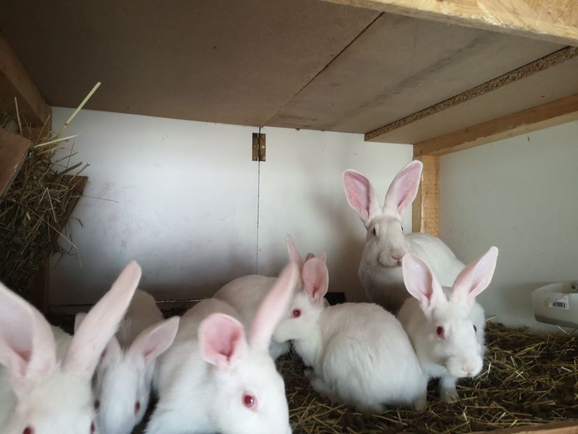  - Hycole de vanzare 2020 Mai