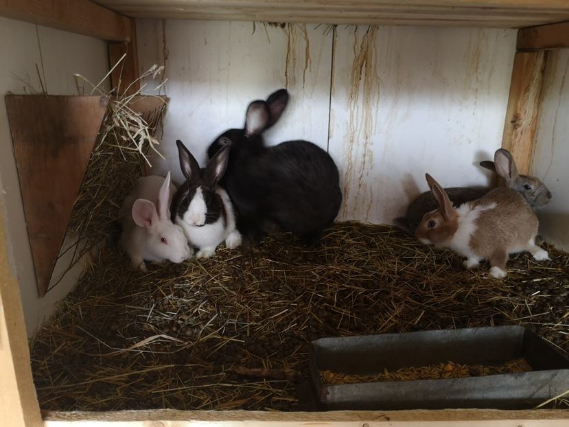  - Hycole de vanzare 2020 Mai