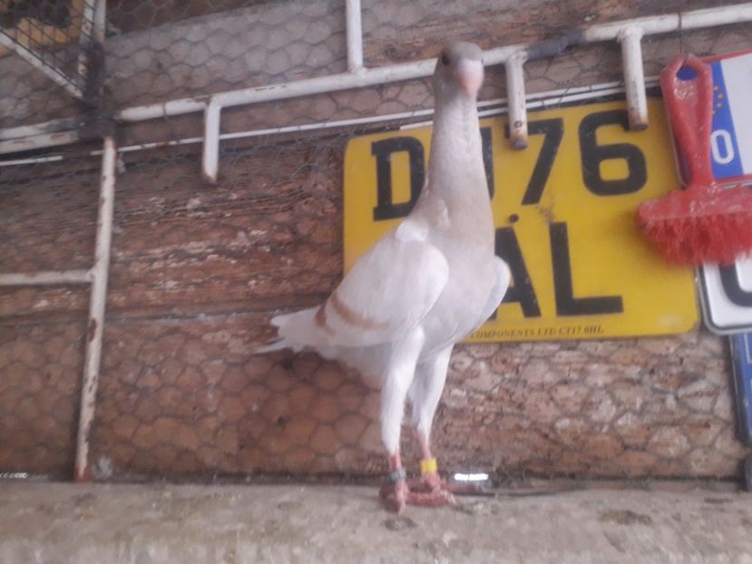  - Pui voiajori germani 2020