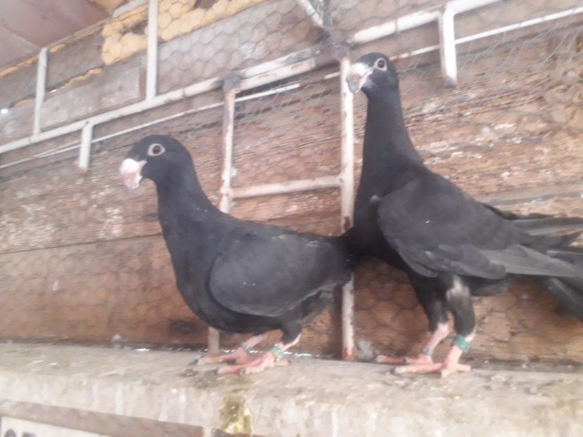  - Pui voiajori germani 2020