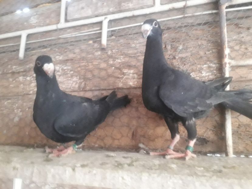  - Pui voiajori germani 2020