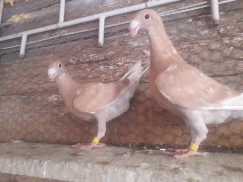  - Pui voiajori germani 2020