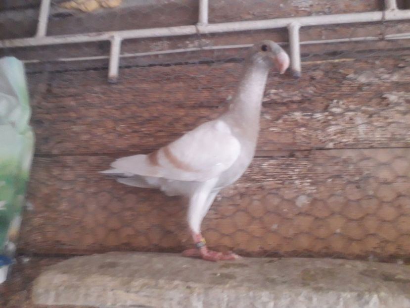  - Pui voiajori germani 2020