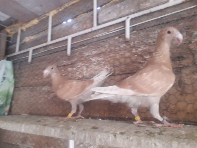  - Pui voiajori germani 2020