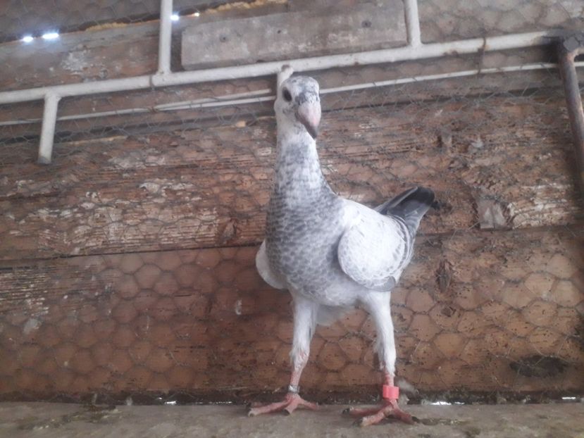  - Pui voiajori germani 2020