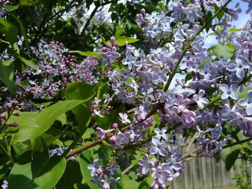  - Syringa vulgaris
