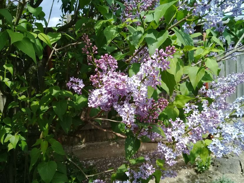  - Syringa vulgaris