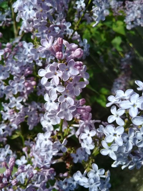  - Syringa vulgaris